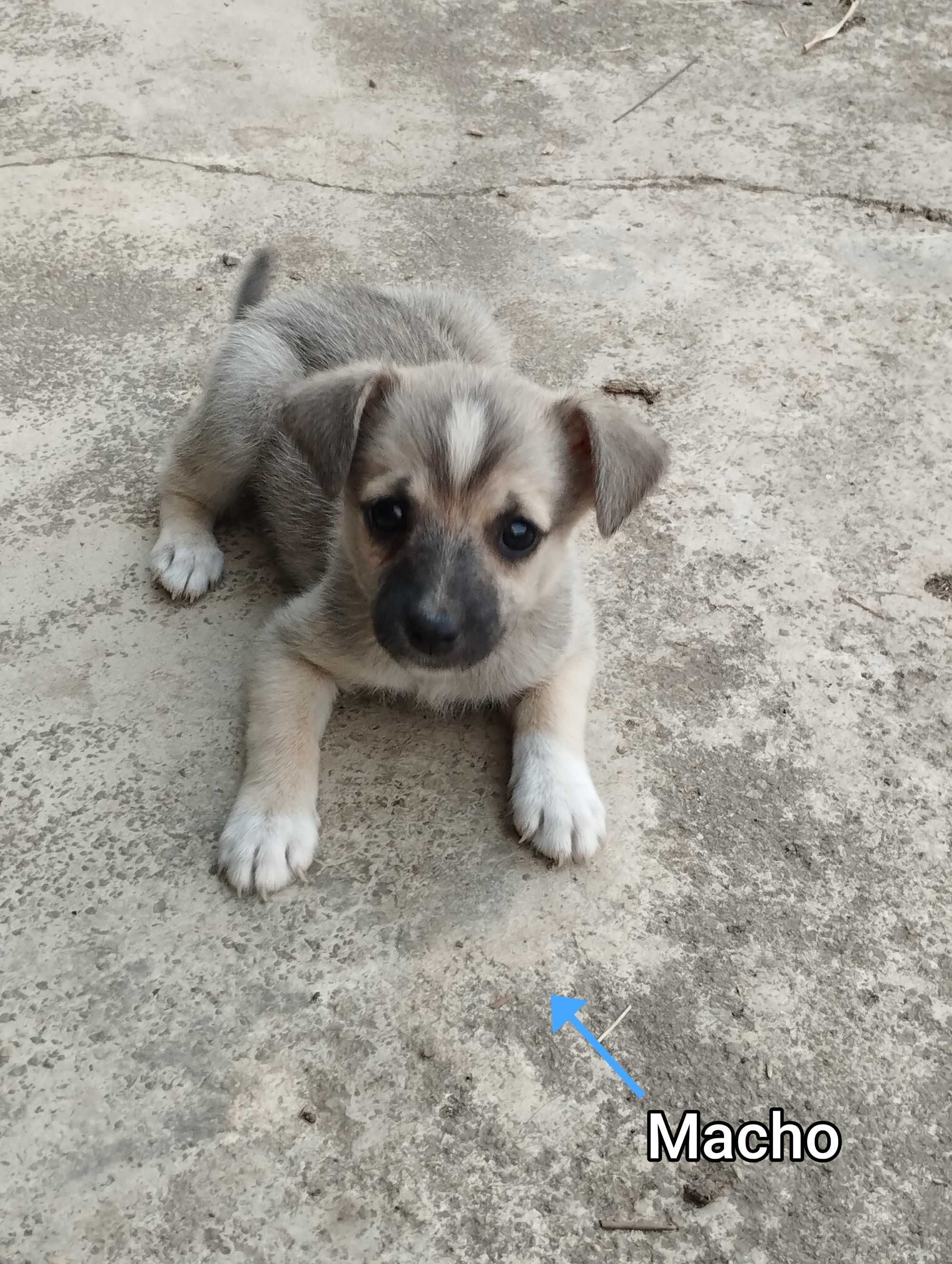 Cães para adoção pequenos