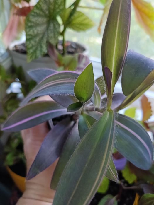 Плющ рео традесканції