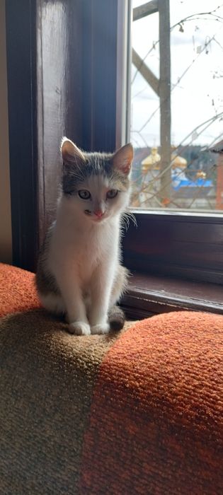 Кошеня у люблячий дім