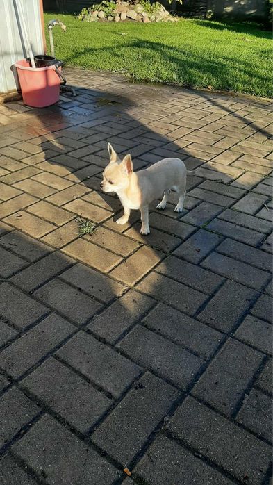 Piękny piesek rasy Chihuahua - chłopczyk