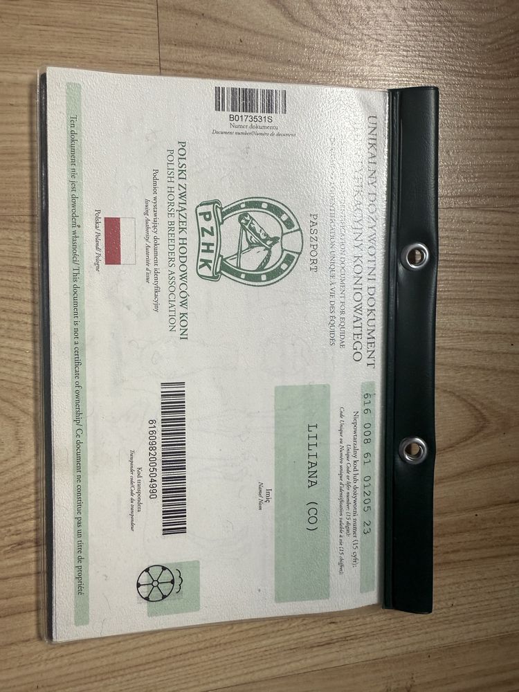 Klacz śląska.