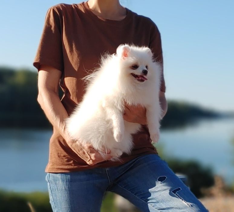Белоснежная пушистая маленькая Цвергшпиц девочка в любимцы