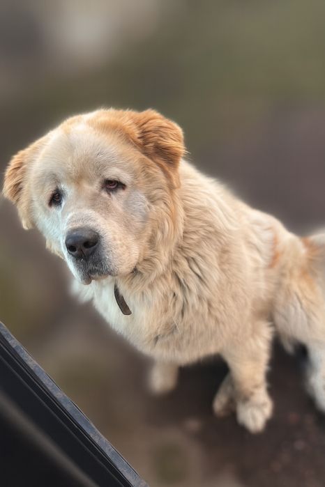 Najukochańszy leniuszek do adopcji – poznaj Rokiego