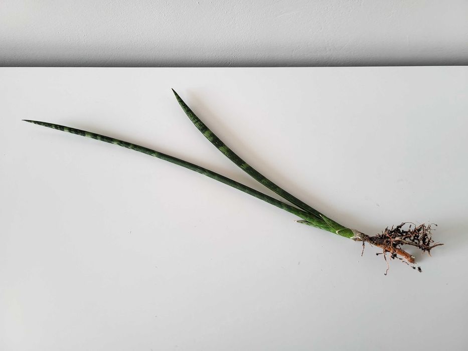 Sansevieria Comet Rocky Mountains  (odrost II)