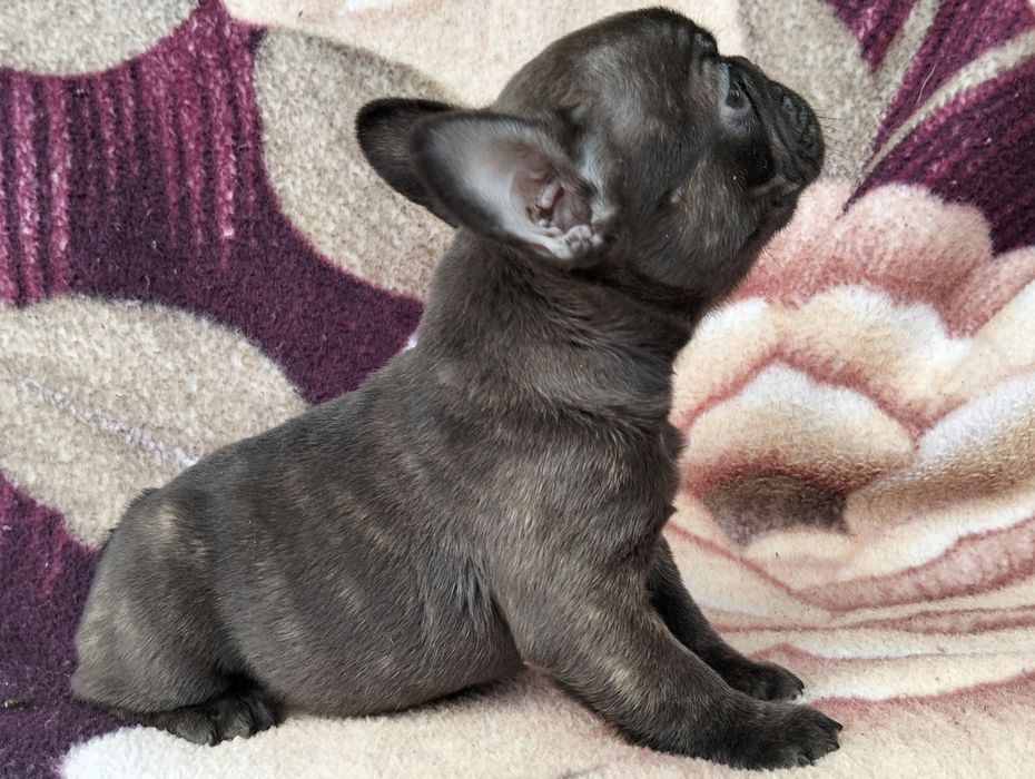 Продам цуценят породи французький бульдог  вік 1,5 місяця