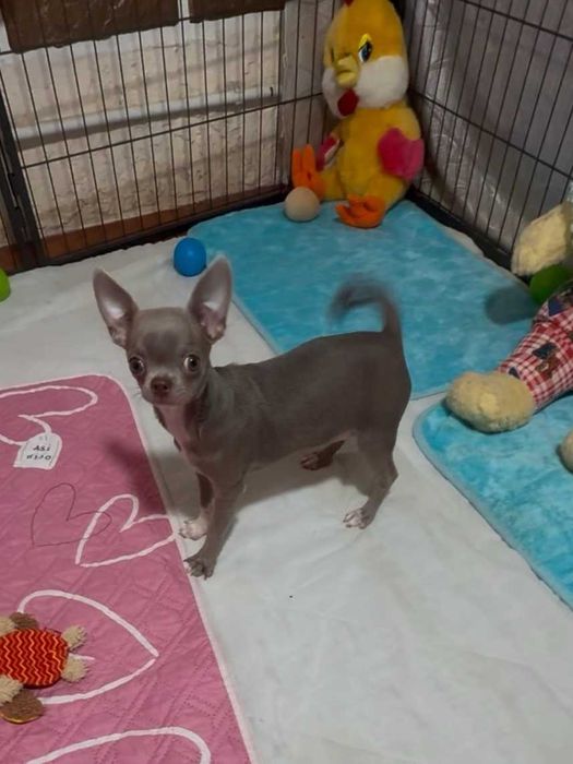 КСУ. Дівчинка-лілова.