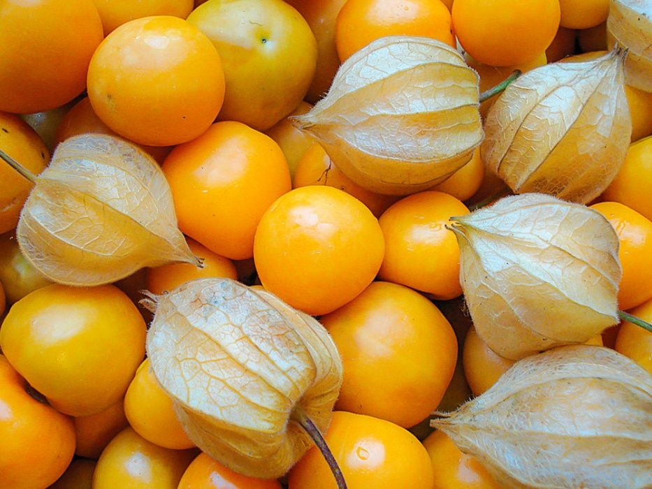 Physalis caseira Kg