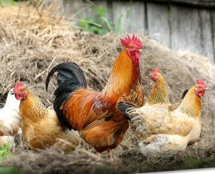 Sprzedam Jajka od kur