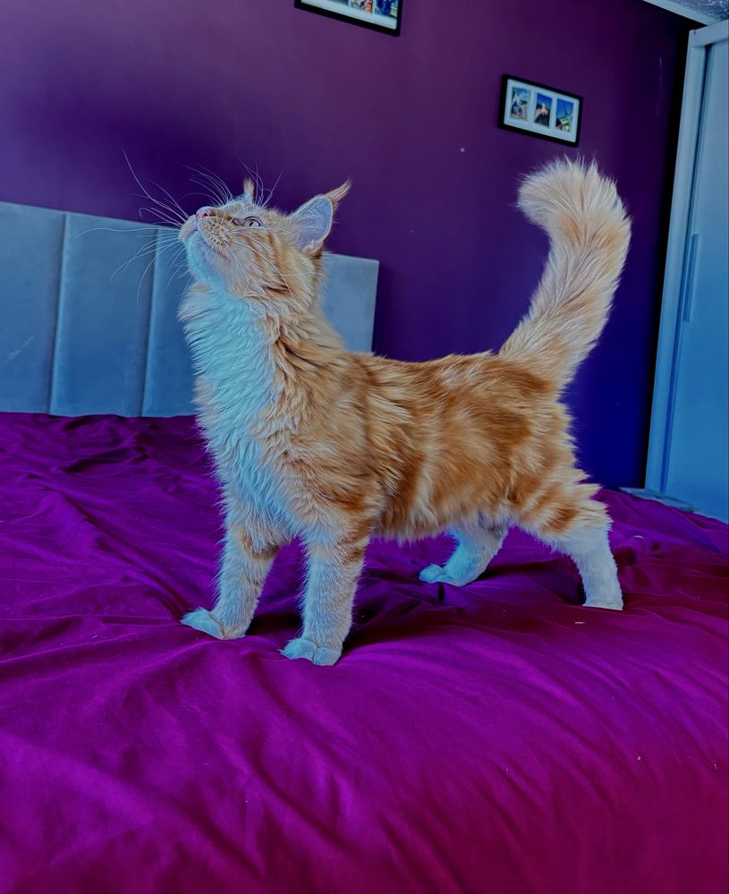 REZERWACJA Kocurek Maine Coon gotowy do odbioru