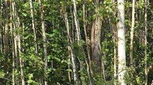 Drzewo opałowe NA PNIU oddam (REZERWACJA)