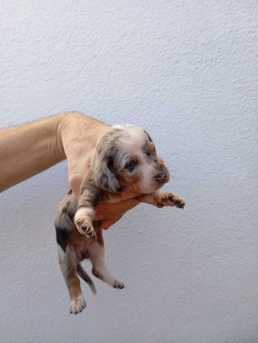 Teckel kaninchen  cor única