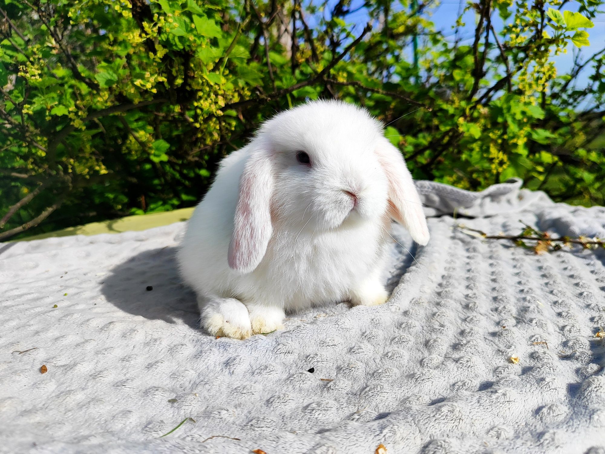 Mini lop rasowy metryka legalna hodowla królik miniaturka baranek