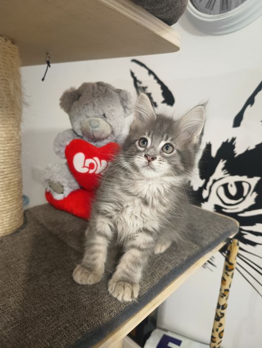 *Malibu*Maine Coon Zapraszamy do rezerwacji Rodowód Chip