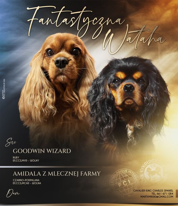 Cavalier King Charles Spaniel FCI, gotowy do odbioru