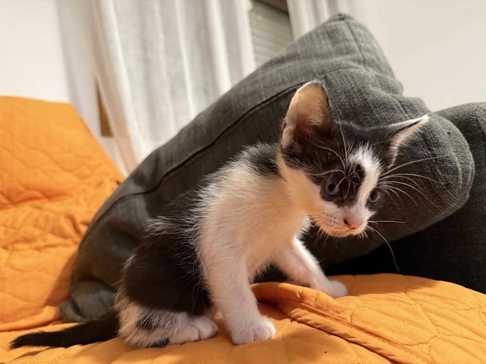 Gatinho macho para adopção