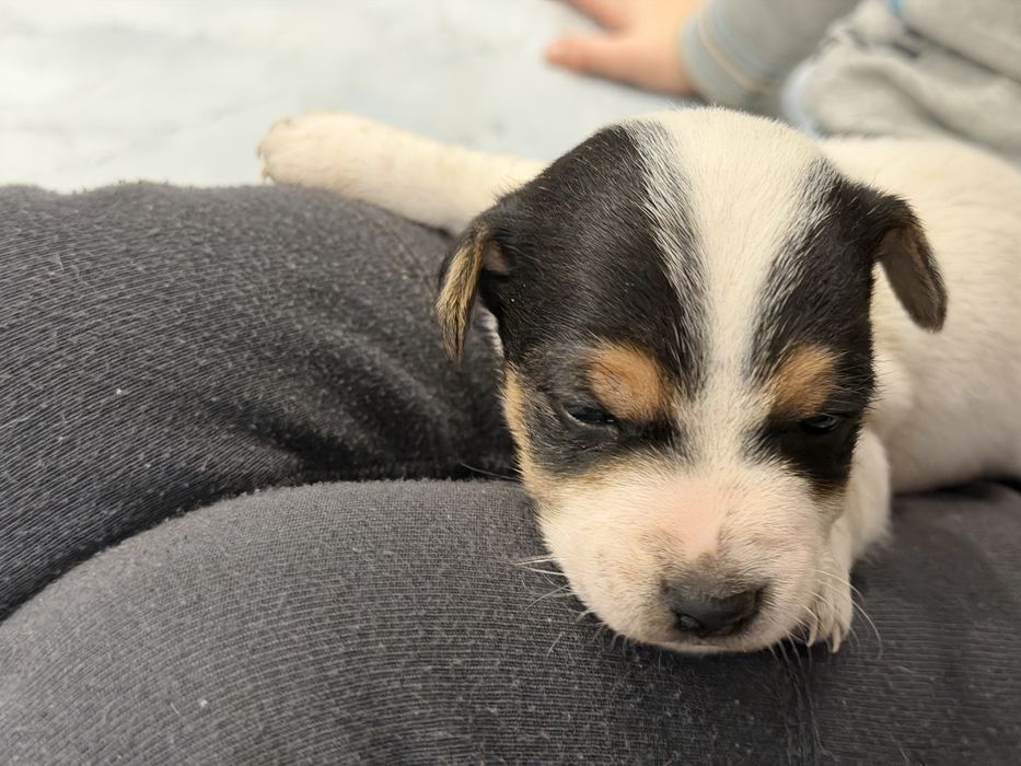 Чудові малюки джеки