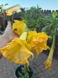 Datura 3 sadzonki