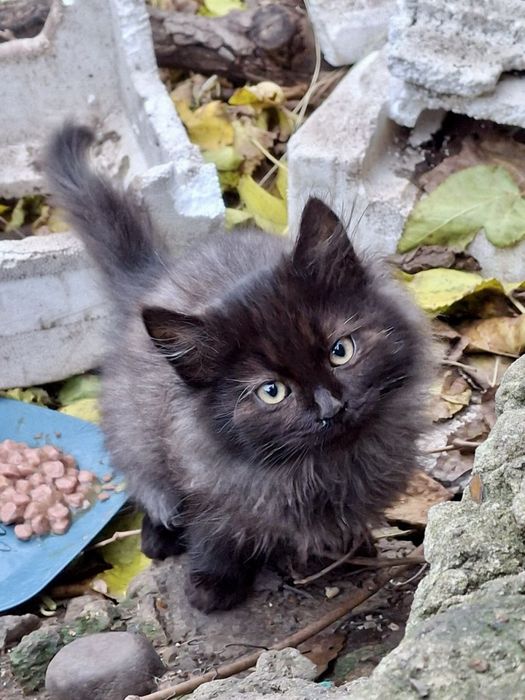 котик, кошеня, кіт