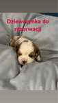Suczka do rezerwacji Cavailer king charles