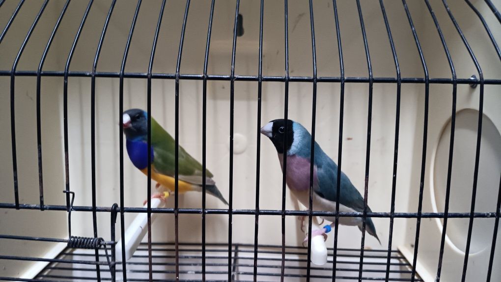 Diamantes de Gould