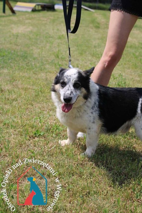 Uroczy, spokojny, łagodny, uczuciowy - lubi spokojne spacerki