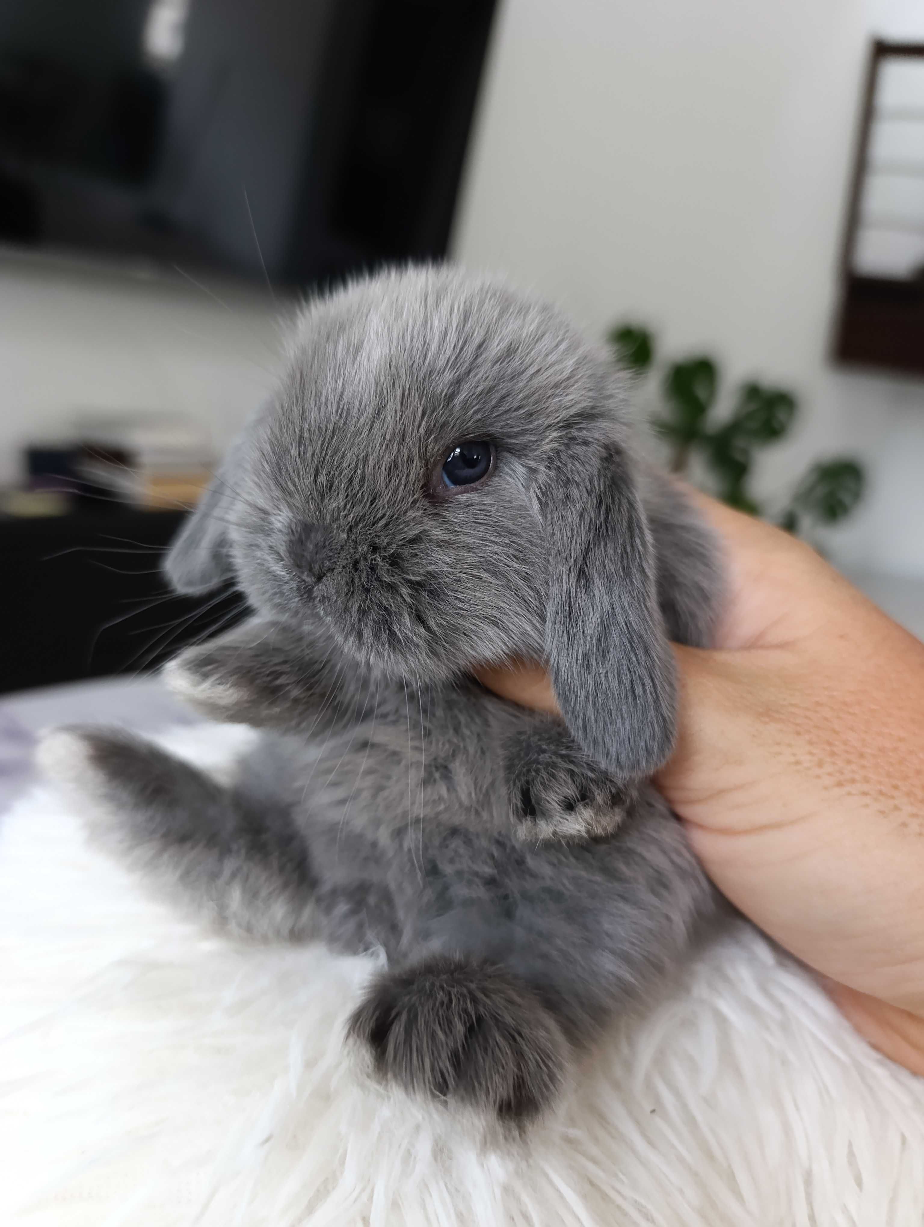 Mini lop karzełek Teddy hodowla zarejestrowana
