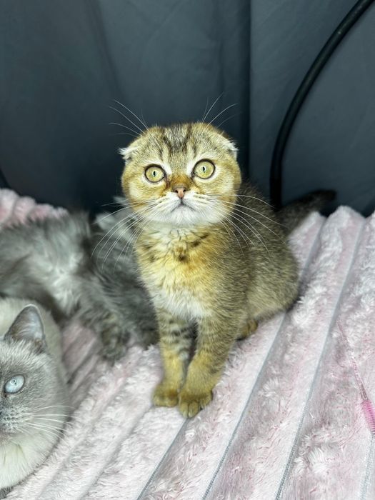 Kocurek szkocki płowy