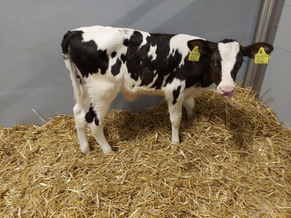 Jalowki hf odchowane Polskie