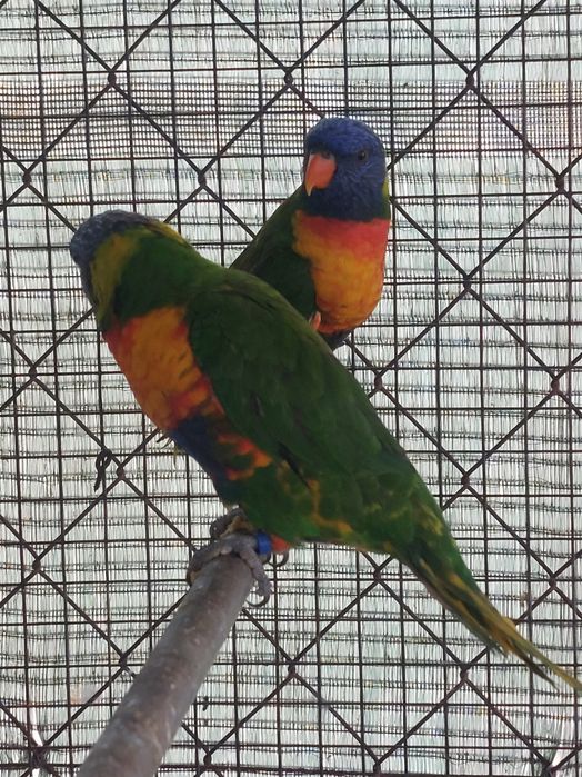 TRÊS Loris Molucanos 2025 sexados