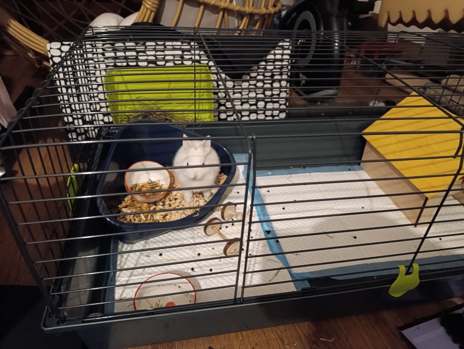 Króliczek miniaturka karłowaty