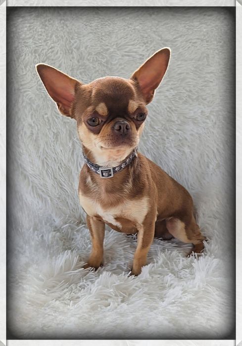 Reproduktor Chihuahua Czekoladowy