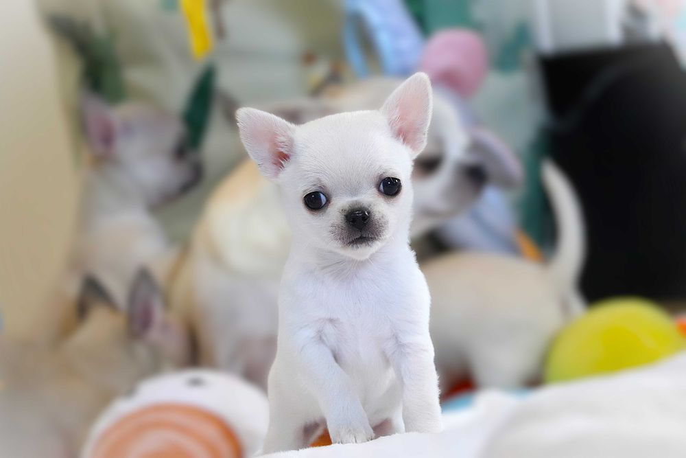 Maleńka prześliczna sunia chihuahua krótkowłosa ZKwP FCI