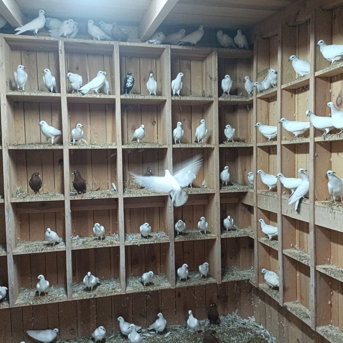 Jasne pasiaki wyszwance