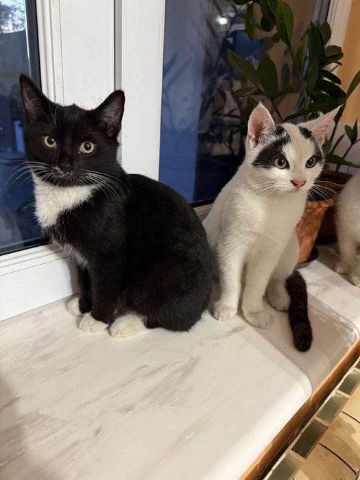 Oddam w dobre recę kotki