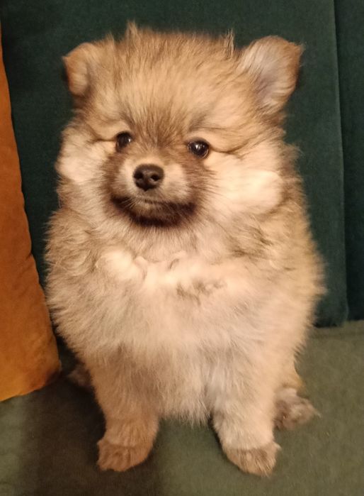Pomeranian szpic miniaturowy