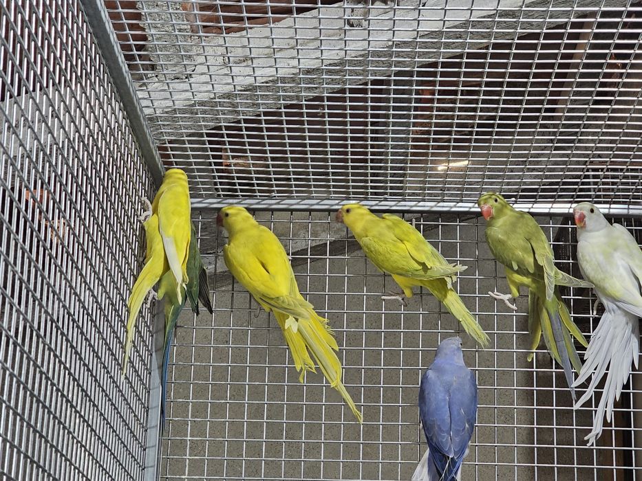 Ring neck 2025 sexados