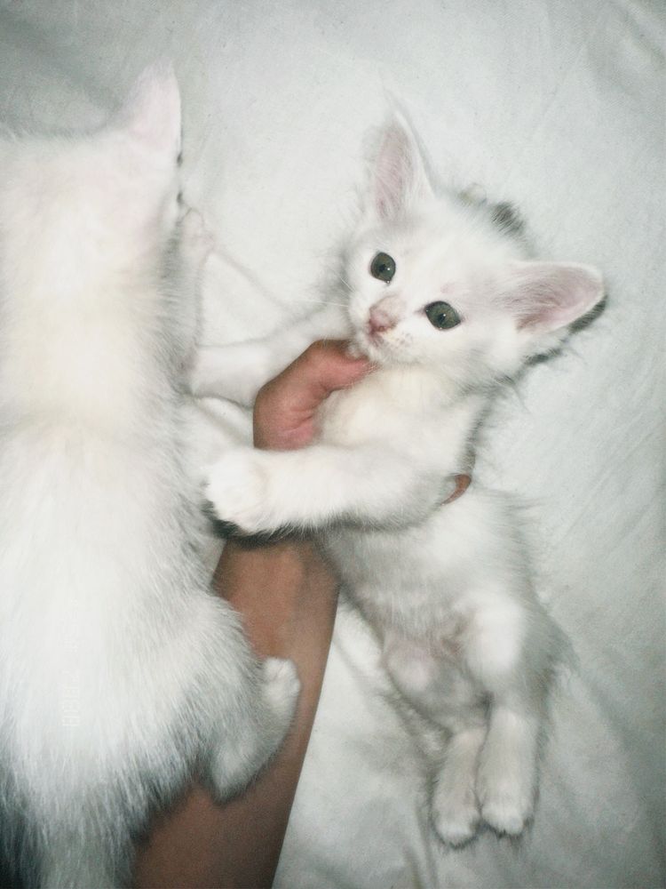 Котёнок Турецкой Ангоры