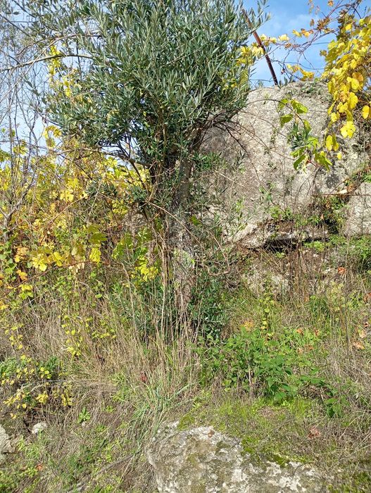 Oliveiras para jardim