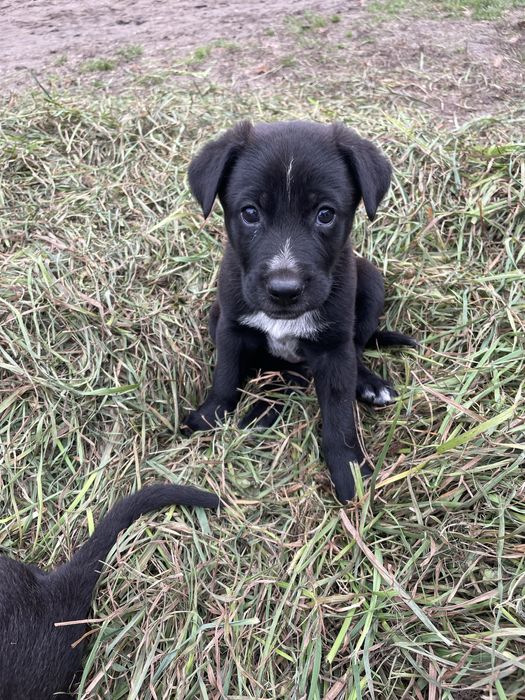 Oddam szczeniaki (7 sztuk)