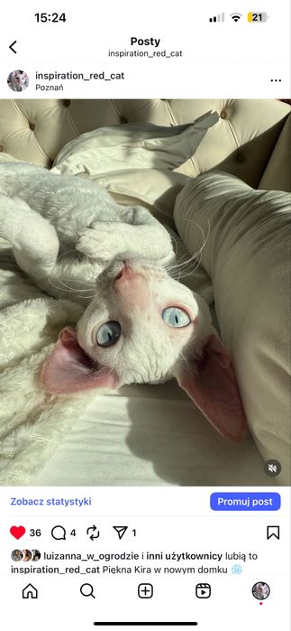 Cornishrex chlopczyk cudowny