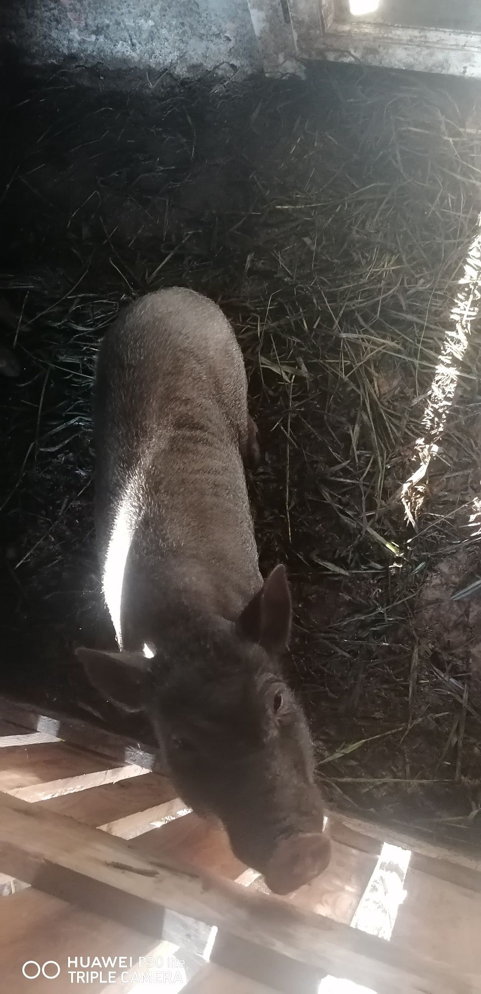 Vendo casal de porcos fêmea prenha