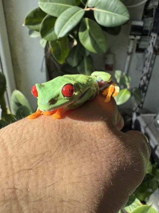 Chwytnica czerwonooka Agalychnis callidryas