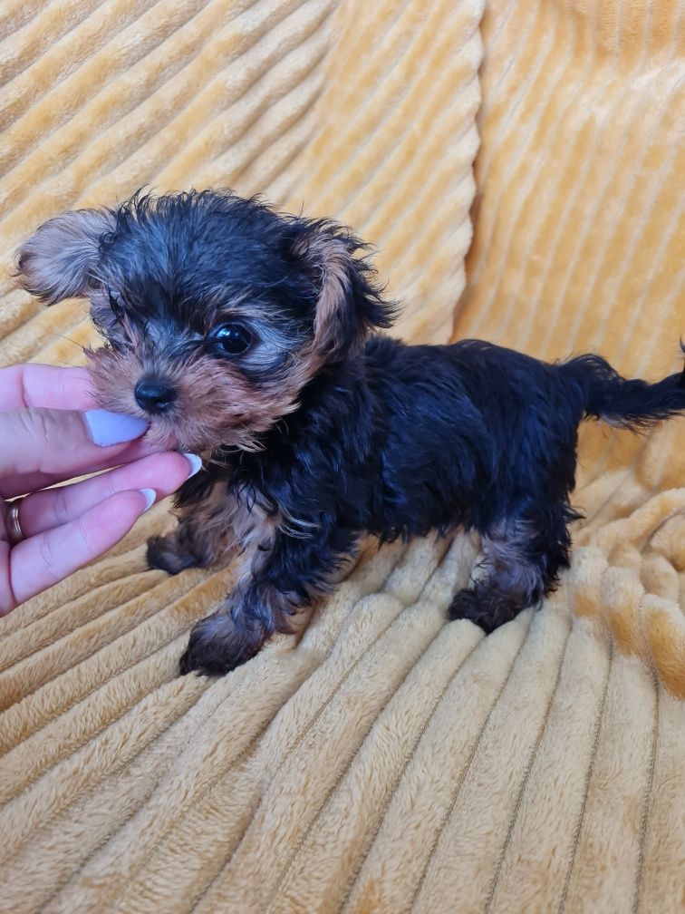 Yorkshire Terrier mini de qualidade
