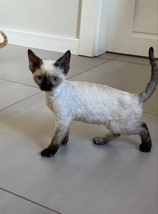 Piękna niebieskooka kotka Devon Rex !!!