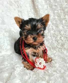 Йоркширські тер'єри міні цуценята по 2 міс. По Україні