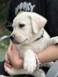 Labrador z rodowodem ZKwP FCI