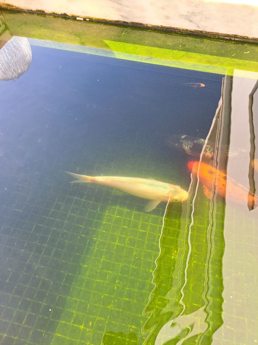 Peixes de Lagoa (5)