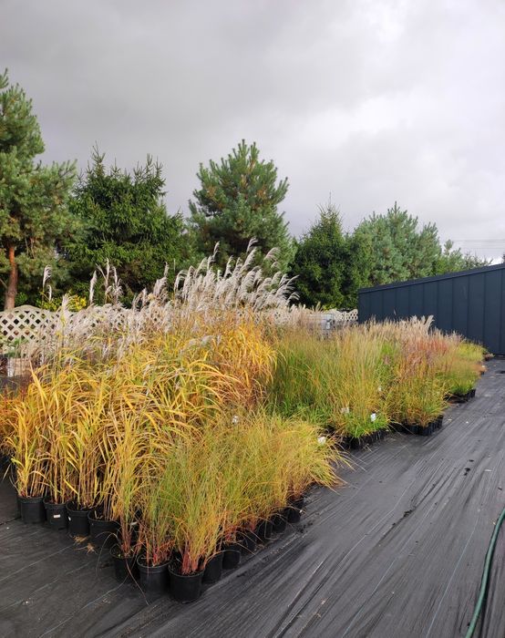 Trawy ozdobne i byliny