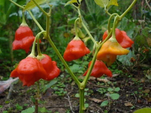 7. Sementes de pimenta Cambuci