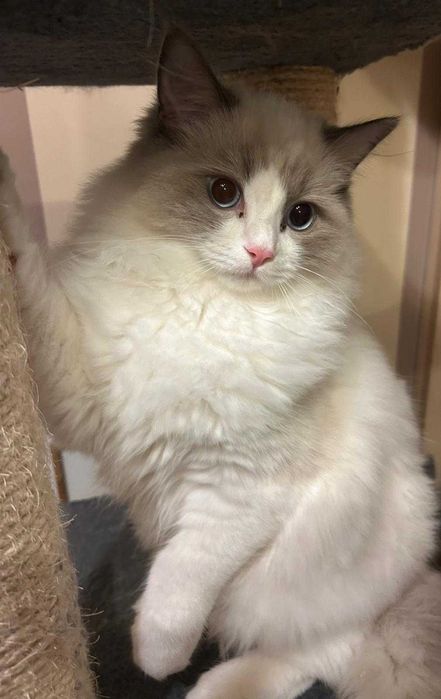 Uroczy kocurek Irwin rasy Ragdoll